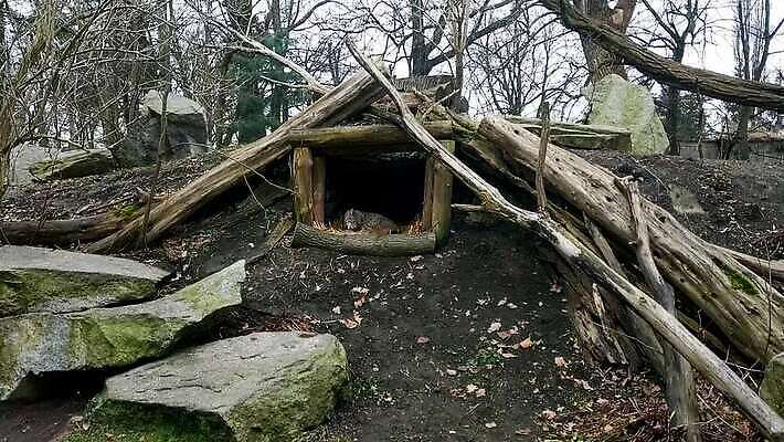 나무 1 공원 야생동물 백그라운드 캐나다 겨울 자연 영국 웨일즈 털 독일 앉기 사람없음 야외 고양이 산책 흰색 나뭇가지 보행로 숲 위험 큼 배고픔 호기심 체코 북쪽 내추럴 고립 동물상 심각 화창 스라소니 MOV 해외동영상 클립영상 식물 동물 계절 공공시설 감정 유럽 길 컬러 컨셉 북아메리카 포유류 모션 날씨 휴식 반려동물 조형물 크기 방향 생태계 동영상 파일형식