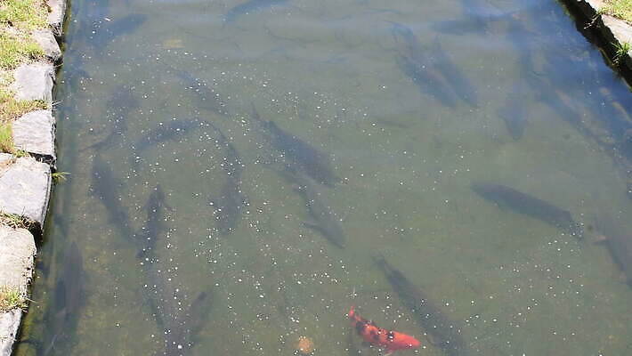 동물 유럽 아시아 호수 야생동물 바다 백그라운드 자연 낚시 휴가 한국 어류 사람없음 야외 물 강 수중 수영 흰색 연못 신선 큼 멸종 서식지 민물 소금물 캐비아 생존 4K MOV 해외동영상 클립영상 자연요소 나라 컬러 식재료 레저 수중동물 수상스포츠 크기 생태계 동영상 파일형식