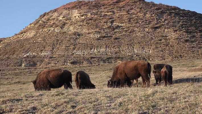 동물 공원 남자 야생동물 포유류 자연 털 사람없음 갈색 계곡 미국 군중 방목 들소 황소 짝짓기 와이오밍 전국 4K MP4 해외동영상 클립영상 공공시설 컬러 북아메리카 사람 소 축산업 생태계 동영상 파일형식