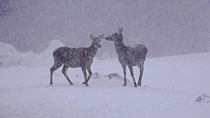 동물 계절 공원 남자 야생동물 겨울 포유류 자연 사슴 뿔 서기 풍경 사람없음 빨간색 달러 골짜기 추위 가을 흰색 황무지 군중 숲 방목 바퀴자국 사파리 꼬리 사냥 장면 눈보라 산악지대 웅장함 투쟁 4K HD MP4 해외동영상 클립영상 공공시설 컬러 돈 자국 모션 산 눈_날씨 사람 축산업 생태계 동영상 파일형식