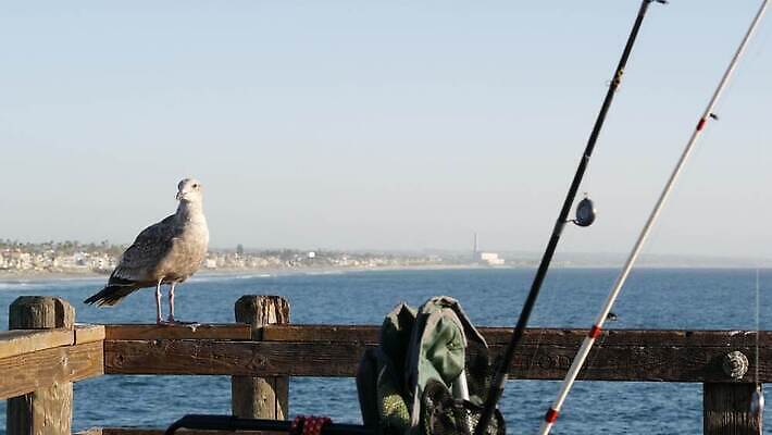 바다 갈매기 조류 낚시 휴가 취미 사람없음 목재 물 항구 미국 산책로 장비 판넬 기다림 캘리포니아 소금 낚시꾼 주말 기어 추적 돌리기 소금물 철책 4K 오션사이드 MP4 해외동영상 클립영상 자연요소 나무 동물 길 북아메리카 재료 교통시설 모션 레저 동영상 파일형식