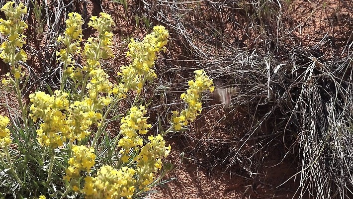 동물 야생동물 나비 곤충 백그라운드 자연 사람없음 초록색 갈색 흰색 나방 동물상 미루나무 4K MP4 해외동영상 클립영상 나무 컬러 조형물 생태계 동영상 파일형식