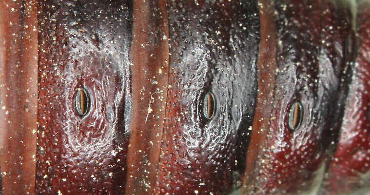 동물 나비 곤충 패턴 자연 사람없음 빛 갈색 껍질 질감 변태 4K MOV 해외동영상 클립영상 컬러 무늬 생태계 동영상 파일형식