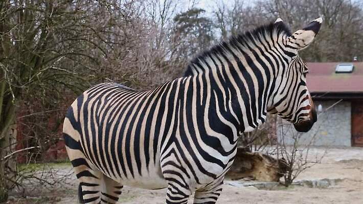 동물 야생동물 포유류 아프리카 자연 초식동물 국립공원 초원 사람없음 야외 초록색 검은색 저녁식사 줄무늬 흰색 그룹 황무지 군중 방목 사파리 얼룩말 멸종 동영상 남쪽 내추럴 송아지 남아프리카 사바나 세렝게티 찰과상 탄자니아 카피스페이스 MOV 해외동영상 클립영상 멸종위기종 공원 나라 새끼 컬러 무늬 사람 식사 공백 말_동물 소 축산업 상처 방향 생태계 파일형식