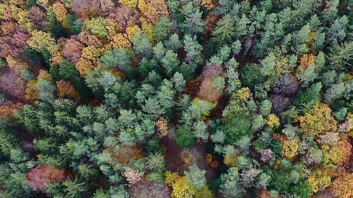 모양 나무 유럽 컬러 여행 곡선 자연 안테나 파노라마 숙이기 사람없음 야외 초록색 물 강 컬러풀 계곡 일몰 놀람 시골 숲 체코 프라하 내추럴 공화국 드론 보헤미아 조감도 편자 4K MOV 해외동영상 클립영상 자연요소 식물 감정 나라 선 포즈 통신 촬영기법 표정 노을 생태계 동영상 말발굽 파일형식