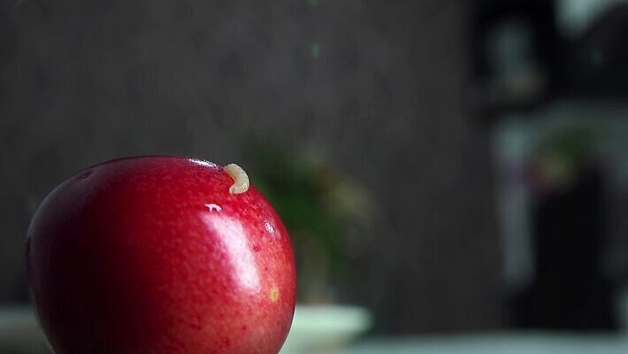 식물 동물 열매 음식 줄기 곤충 백그라운드 잎 과일 자연 건강 사람없음 빨간색 초록색 빛 정원 봄 활발 흰색 신선 체리 달콤 벌레 먹기 보케 애벌레 고립 썩음 4K MP4 해외동영상 클립영상 계절 컬러 컨셉 모션 맛 생태계 동영상 파일형식