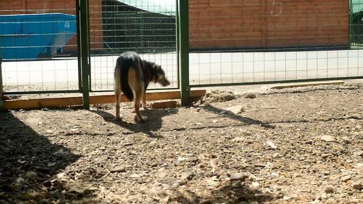 동물 자연 친절 주택 털 사람없음 야외 울타리 반려동물 달리기 태양 갈색 우정 구출 개 보호 새장 송곳니 노숙자 4K MOV 해외동영상 클립영상 자연요소 컬러 컨셉 포유류 모션 건물 친구 담장 도움 치아 생태계 동영상 케이지 파일형식