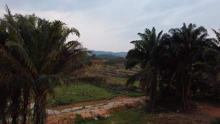 나무 식물 계절 아시아 잎 자연 손바닥 동양인 풍경 사람없음 야외 초록색 야자수 환경 흙 재산 보호 공터 말레이시아 땅바닥 수입 4K MOV 해외동영상 클립영상 손 나라 컬러 컨셉 바닥 인종 금융 생태계 동영상 파일형식