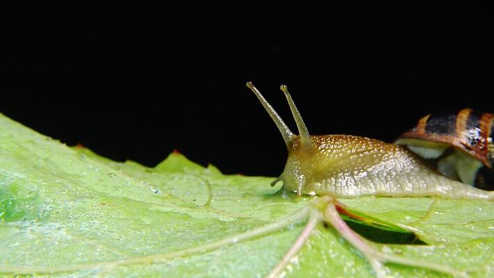 동물 야생동물 백그라운드 자연 연체동물 나선형 사람없음 야외 초록색 갈색 정원 젖음 껍질 덮기 느림 내추럴 기어가기 식용 끈적임 4K MP4 해외동영상 클립영상 컬러 무늬 모션 무척추동물 생태계 동영상 파일형식