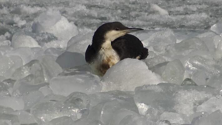동물 유럽 호수 야생동물 바다 백그라운드 날개 자연 갈매기 조류 사람없음 초록색 물 여름 검은색 흰색 잠수부 북극 깃털 부리 청어 4K MP4 해외동영상 클립영상 자연요소 계절 나라 컬러 어류 전문직 극지방 생태계 동영상 파일형식