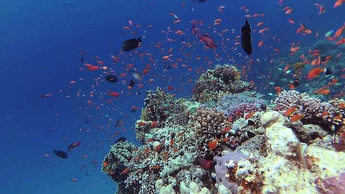 동물 야생동물 바다 컬러 백그라운드 자연 낚시 이집트 어류 사람없음 빨간색 물 파란색 컬러풀 환경 바닷속 수중 수영 수중동물 산호 산호초 다이빙 스쿠버다이빙 소금 암초 홍해 해파리 깊이 생태학 이국적 MP4 해외동영상 클립영상 자연요소 교육 아프리카 레저 수상스포츠 수중식물 자포동물 생태계 동영상 수중스포츠 파일형식