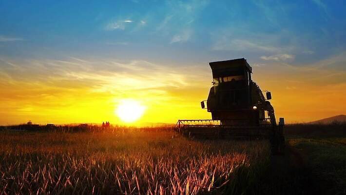 식물 직업 산업 줄기 밭 농업 자연 하늘 안테나 옥수수 씨앗 초원 사람없음 초록색 여름 농작물 농장 농경지 기계 일몰 장비 수확 성장 가을 시골 업무 황금 결합 낟알 땅 밀 트랙터 밀짚 내추럴 밭일 호밀 4K MP4 해외동영상 클립영상 계절 컬러 통신 곡류 노을 작업 짚 농기계 생태계 특수차량 동영상 파일형식