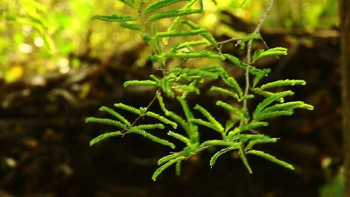 잎 자연 바람 함께함 사람없음 야외 초록색 컬러풀 햇빛 태양 환경 정원 맑음 활발 나뭇가지 시골 신선 불기 원예 보케 상록수 빛망울 식용 아열대 이국적 그리너리 MOV 해외동영상 클립영상 자연요소 나무 식물 컬러 컨셉 모션 날씨 취미 빛 생태계 동영상 파일형식 트랜드컬러