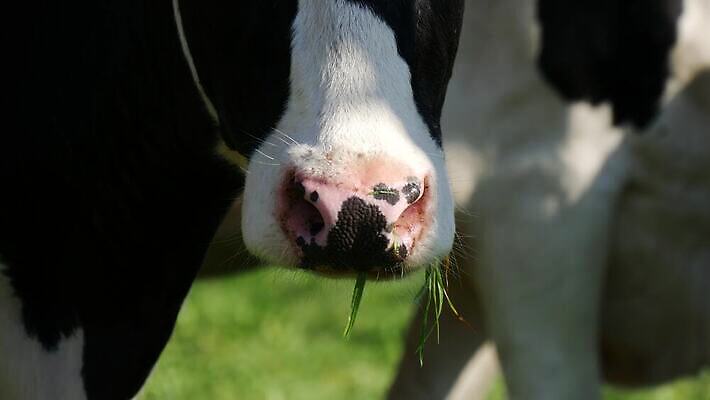 동물 1 얼굴 분홍색 농업 포유류 자연 사람없음 야외 농장 머리 검은색 가축 흰색 시골 입 소 닫기 코 밭일 총구 4K MP4 해외동영상 클립영상 산업 컬러 모션 신체부위 생태계 동영상 파일형식