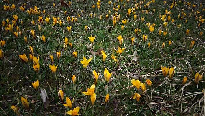 식물 꽃 분홍색 컬러 백그라운드 꽃무늬 자연 초원 사람없음 장식 초록색 뷰티 정원 보라색 봄 벚꽃 가을 개화 마법 스텝 4K MP4 해외동영상 클립영상 계절 무늬 생태계 동영상 파일형식