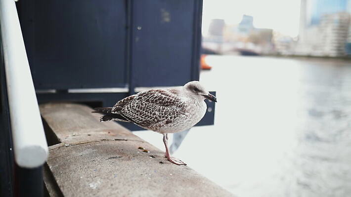 주간 구름 유럽 야생동물 모래 상징 여행 건축양식 갈매기 조류 하늘 아침 파노라마 사람없음 건물 물 빛 강 도시풍경 햇빛 고층빌딩 회색 도시 런던 수로 포트 스카이라인 동영상 랜드마크 수도권 왕국 템스강 MOV 해외동영상 클립영상 자연요소 동물 건축물 건축 나라 컬러 영국 잉글랜드 촬영기법 풍경 빌딩 태양 지역 파일형식