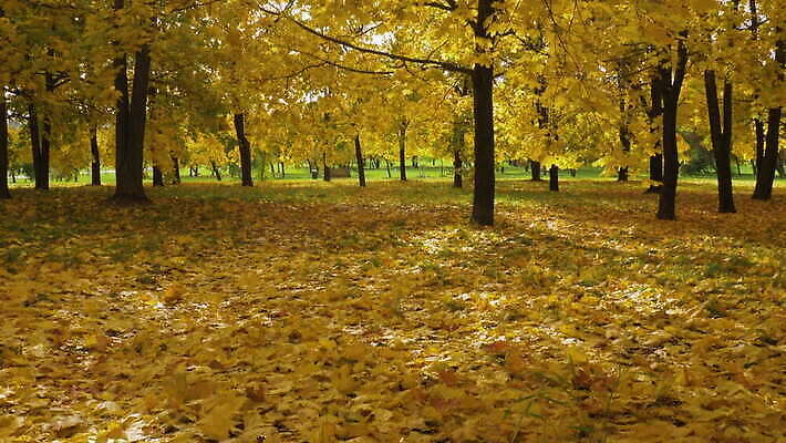 나무 계절 공원 백그라운드 단풍 잎 오렌지 자연 파노라마 풍경 사람없음 빨간색 세로 초록색 빛 컬러풀 태양 노란색 환경 맑음 가을 숲 10월 내추럴 패닝샷 4K MOV 해외동영상 클립영상 자연요소 식물 공공시설 컬러 과일 날씨 촬영기법 날짜 생태계 동영상 파일형식