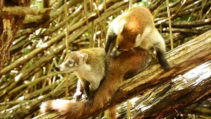 나무 동물 얼굴 야생동물 어린이 포유류 자연 털 동물원 사람없음 야외 갈색 환경 검은색 미국 군중 숲 열대우림 모피 코 꼬리 육식동물 새장 주둥이 남쪽 노려봄 돌봄 코스타리카 동정 자선단체 4K MP4 해외동영상 클립영상 식물 컬러 북아메리카 모션 표정 사람 신체부위 그룹 중앙아메리카 방향 생태계 동영상 자선 케이지 파일형식