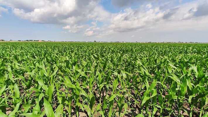 식물 계절 산업 밭 농업 자연 하늘 옥수수 풍경 사람없음 야외 초록색 여름 농작물 농장 농경지 노란색 농사 기계 장비 수확 성장 가을 시골 업무 농부 낟알 땅 밀 유기농 보리 장면 트랙터 밀짚 내추럴 밭일 숙성 호밀 세련 4K MOV 해외동영상 클립영상 직업 웰빙 컬러 곡류 작업 짚 농기계 생태계 특수차량 동영상 파일형식