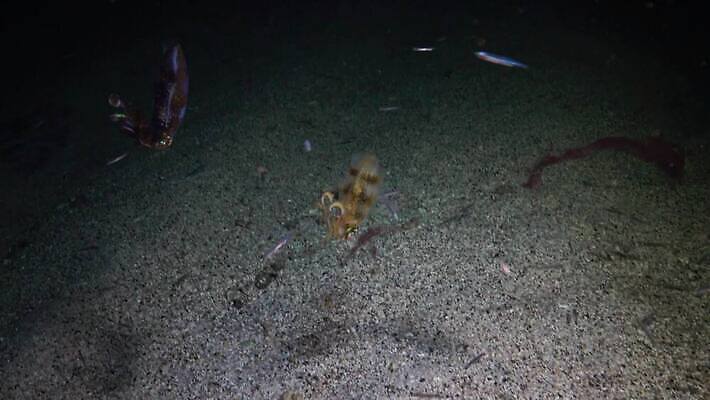 동물 야생동물 바다 백그라운드 자연 낚시 이집트 어류 사람없음 야외 빨간색 물 파란색 환경 바닷속 수중 수영 수중동물 산호 산호초 오징어 다이빙 스쿠버다이빙 소금 암초 홍해 해파리 깊이 생태학 세피아 이국적 4K MP4 해외동영상 클립영상 자연요소 교육 컬러 아프리카 레저 연체동물 촬영기법 수상스포츠 수중식물 자포동물 생태계 동영상 수중스포츠 파일형식