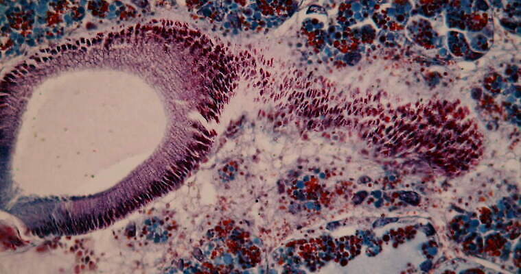 과학 이동 세포 사람없음 빨간색 파란색 약 시험 성장 조직 확대 지원 4K 현미경관찰 MOV 해외동영상 클립영상 교육 컬러 컨셉 의학 관찰 동영상 파일형식