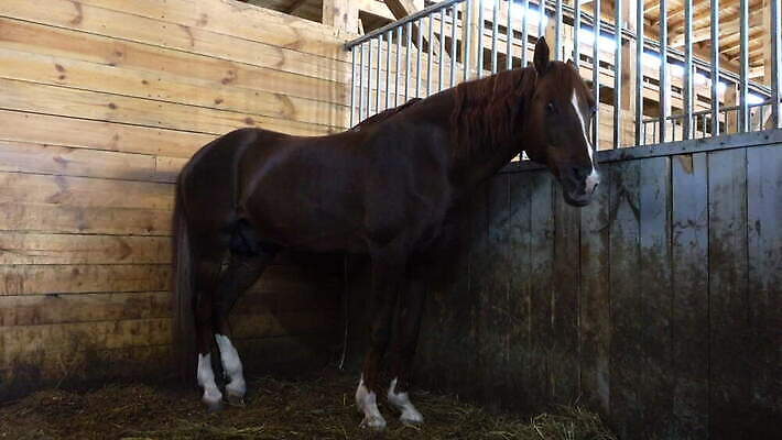 동물 스포츠 백그라운드 농업 창문 실내 사람없음 건물 목재 농장 갈색 머리 문 가축 목장 시골 만 바 승마 담요 대문 먼지 장면 헛간 패드 외양간 방목장 줄서기 판잣집 4K MOV 해외동영상 클립영상 나무 건축물 산업 컬러 재료 모션 주택 내부 신체부위 저장고 동영상 파일형식