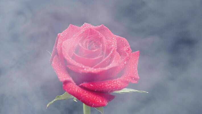 식물 구름 기념일 꽃잎 꽃 백그라운드 꽃무늬 자연 휴가 발렌타인데이 선물 사랑 사람없음 장식 빨간색 물 뷰티 장미 반사 검은색 낭만 안개 벚꽃 물방울 축하 신선 개화 닫기 연기 크리스탈 드라마 MOV 해외동영상 클립영상 자연요소 감정 컬러 컨셉 무늬 모션 데이이벤트 날씨 이벤트 광석 생태계 동영상 파일형식