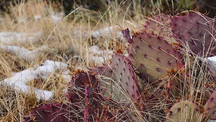 식물 꽃 분홍색 백그라운드 꽃무늬 과일 자연 날씨 선인장 건조 풍경 사람없음 초록색 여름 파란색 컬러풀 보라색 사막 뜨거움 가시 냄비 척추 내추럴 다육식물 4K MP4 해외동영상 클립영상 계절 컬러 무늬 뼈 솥 생태계 동영상 파일형식