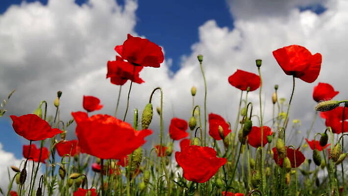 식물 구름 계절 꽃 로우앵글 줄기 컬러 잎 꽃무늬 밭 농업 자연 풍경 초원 사람없음 야외 빨간색 초록색 여름 파란색 농장 정원 맑음 보라색 봄 벚꽃 흰색 시골 땅 허브 원예 아로마 양귀비 헝가리 내추럴 동성애자 MOV 해외동영상 클립영상 자연요소 산업 뷰포인트 무늬 날씨 취미 생태계 동영상 동유럽 파일형식 성소수자