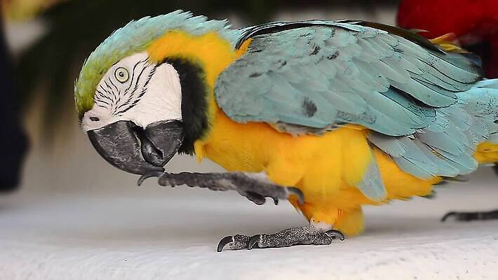 나무 동물 얼굴 야생동물 컬러 자연 조류 멕시코 사람없음 야외 옆모습 빨간색 초록색 반려동물 컬러풀 나뭇가지 관찰 행운 닫기 깃털 호기심 부리 앵무새 아마존 이국적 잉꼬 MP4 해외동영상 클립영상 식물 감정 뷰포인트 컨셉 북아메리카 모션 신체부위 생태계 동영상 파일형식