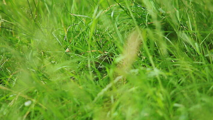 동물 디자인 계절 공원 꽃 종이 호수 야생동물 백그라운드 밭 학교 자연 조류 하늘 부활절 풍경 잔디 초원 사람없음 야외 책 빨간색 초록색 파란색 태양 계란 흰색 시골 연못 오픈 그룹 숲 땅 내추럴 넘어짐 MOV 해외동영상 클립영상 자연요소 식물 공공시설 교육 기념일 컬러 농업 모션 알 생태계 동영상 파일형식