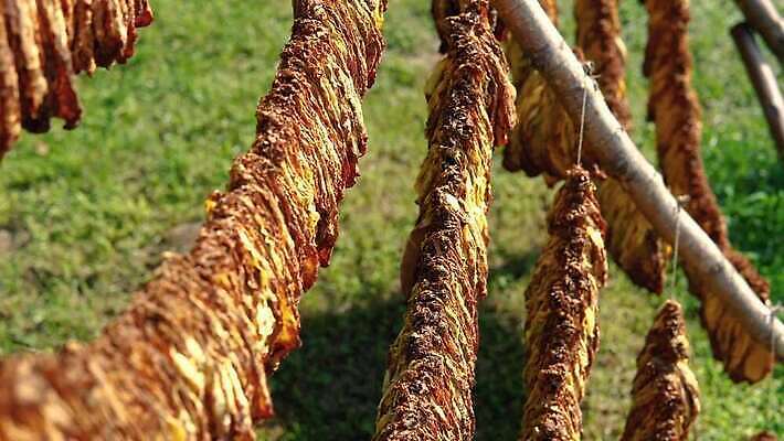 식물 계절 산업 컬러 백그라운드 잎 꽃무늬 패턴 밭 농업 자연 건조 담배 건강 사람없음 목재 초록색 농작물 농장 갈색 노란색 정원 기쁨 수확 흰색 시골 상품 질감 암 중독 내추럴 습관 외양간 니코틴 밭일 해로움 흡연자 4K MP4 해외동영상 클립영상 나무 꽃 감정 컨셉 무늬 재료 흡연 질병 생태계 동영상 파일형식