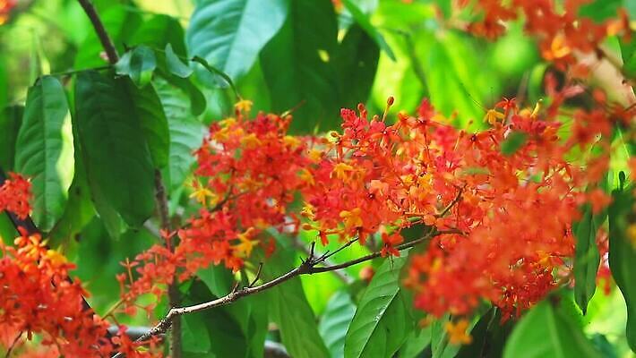 나무 식물 꽃잎 꽃 컬러 백그라운드 오렌지 자연 동양인 사람없음 야외 빨간색 초록색 빛 컬러풀 햇빛 뷰티 노란색 정원 벚꽃 개화 그룹 전기에너지 작음 내추럴 꽃수술 이국적 필라멘트 MOV 해외동영상 클립영상 과일 인종 태양 에너지 크기 생태계 동영상 파일형식