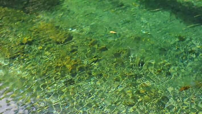 나무 호수 자연 휴가 멕시코 어류 풍경 사람없음 물 파란색 강 수중 줄무늬 신선 스노클링 동굴 재산 발사 아래 휴양지 다이빙 뿌리 신성 희생 지하 유카탄 마야 고고학 깊이 특별함 정확 4K MP4 해외동영상 클립영상 자연요소 식물 교육 컬러 컨셉 북아메리카 무늬 금융 수영 수중동물 장소 수상스포츠 방향 생태계 위치 마야문명 동영상 수중스포츠 파일형식