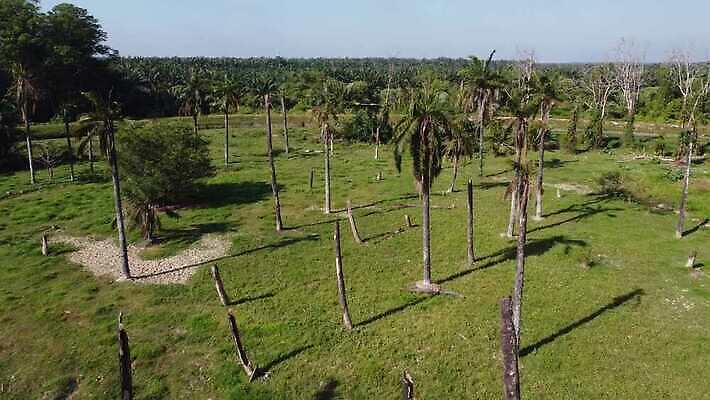 나무 식물 아시아 여행 백그라운드 잎 패턴 자연 휴가 손바닥 그림자 사람없음 야외 환경 정원 맑음 유기농 말레이시아 이국적 포상금 4K MP4 해외동영상 클립영상 손 웰빙 나라 돈 무늬 날씨 생태계 동영상 파일형식