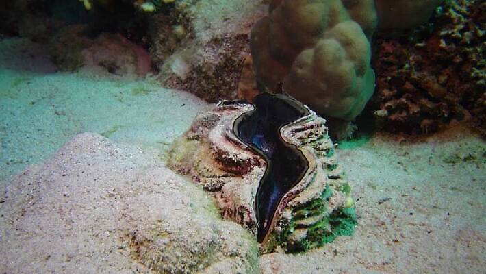 동물 야생동물 모래 바다 컬러 자연 조개 연체동물 이집트 어류 사람없음 빨간색 물 파란색 뷰티 환경 바닷속 수중 수영 껍질 산호 산호초 큼 다이빙 스쿠버다이빙 소금 암초 홍해 폴리네시아 거인 석호 깊이 4K MP4 해외동영상 클립영상 자연요소 아프리카 어패류 무척추동물 수중동물 수상스포츠 수중식물 오세아니아 자포동물 크기 생태계 동영상 수중스포츠 파일형식