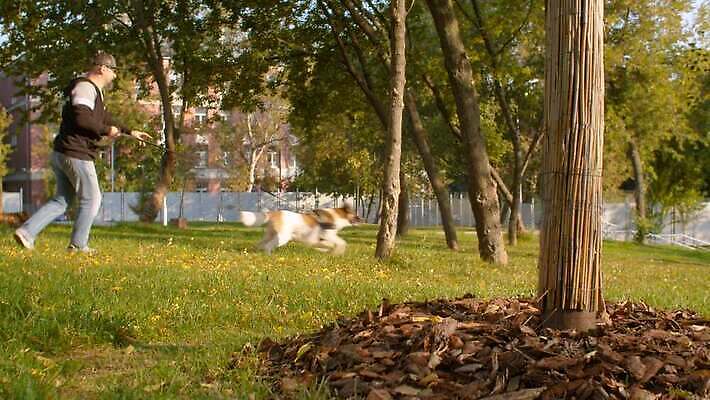 동물 공원 남자 행복 중년 자연 휴식 함께함 사랑 한명 사람 야외 초록색 친구 반려동물 귀여움 맑음 산책 도시 최고 개 가죽 만족 바둑 주인 송곳니 내추럴 돌봄 복종 충실 4K MOV 해외동영상 슬로모션 클립영상 1 공공시설 감정 컬러 컨셉 포유류 관계 모션 놀이 날씨 촬영기법 성인 치아 생태계 동영상 파일형식