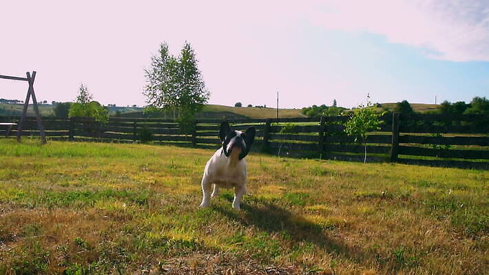 동물 공원 교육 컬러 오렌지 자연 놀이 휴가 취미 사람없음 야외 울타리 달리기 머리 마을 게임 잡기 개 강아지 치아 언덕 황소 귀 불독 내추럴 프랑스어 규율 기르기 총구 플레이어 그리너리 순혈 MOV 해외동영상 클립영상 문자 공공시설 과일 포유류 모션 신체부위 담장 반려동물 소화기관 소 생태계 동영상 돌봄 파일형식 트랜드컬러