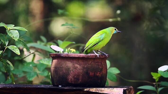 동물 아시아 야생동물 자연 조류 수영장 사람없음 물 황무지 보호 몸단장 보호구역 스리랑카 스플래쉬 MOV 해외동영상 클립영상 자연요소 나라 컨셉 생태계 동영상 구역 파일형식