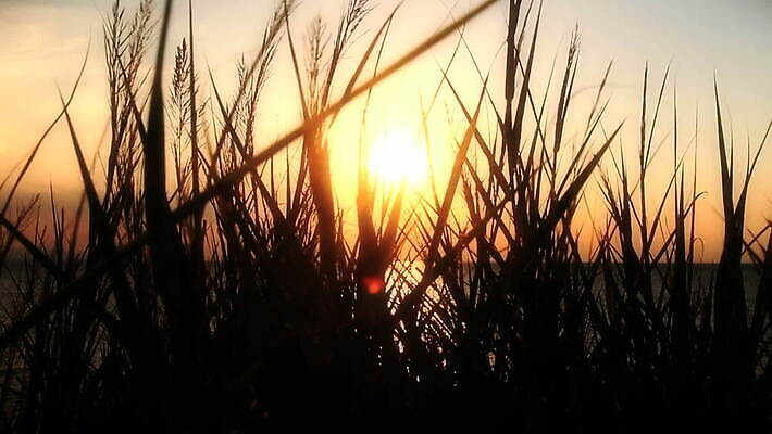 식물 실루엣 호수 모래 바다 컬러 섬 여행 백그라운드 오렌지 자연 하늘 바람 휴가 휴식 풍경 사람없음 야외 빨간색 물 여름 파란색 빛 컬러풀 햇빛 태양 반사 평화 일출 황혼 일몰 새벽 낭만 흰색 연못 저녁 땅 내추럴 수평선 귀리 MOV 해외동영상 클립영상 자연요소 계절 컨셉 과일 날씨 곡류 촬영기법 노을 밤 야간 생태계 동영상 파일형식