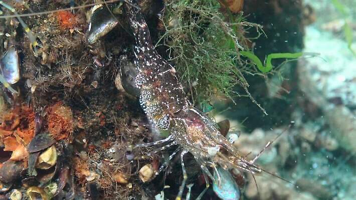 동물 야생동물 바다 과학 절지류 자연 새우 무척추동물 갑각류 사람없음 물 세계 환경 바닷속 수중 게 가재 생태계 생물학 암 동물상 발톱 생태학 소금물 해병대 4K 수중영상 MP4 해외동영상 클립영상 자연요소 교육 발 군대 조형물 질병 동영상 파일형식