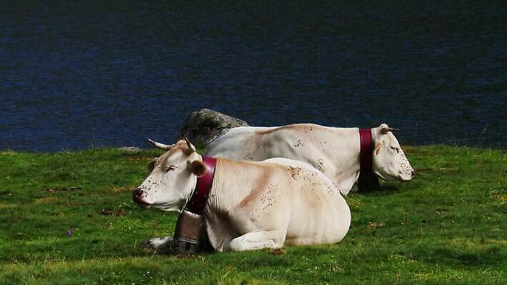 동물 유럽 호수 밭 농업 포유류 자연 산 풍경 초원 사람없음 야외 초록색 여름 농장 농경지 계곡 가축 소고기 우유 흰색 시골 소 군중 방목 먹기 고도 언덕 알프스 내추럴 밭일 찰과상 4K MP4 해외동영상 클립영상 계절 나라 산업 컬러 모션 유제품 육류 사람 축산업 상처 생태계 동영상 파일형식