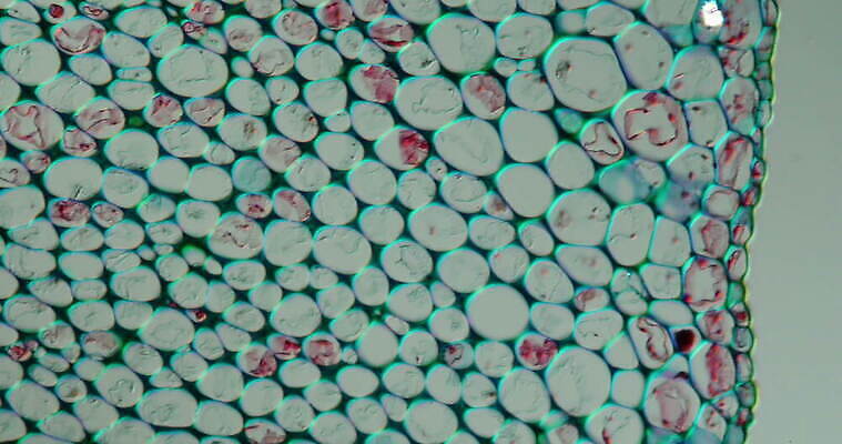 식물 꽃 줄기 과학 이동 패턴 세포 사람없음 빨간색 초록색 파란색 시험 성장 조직 횡단보도 확대 지원 4K 현미경관찰 MOV 해외동영상 클립영상 교육 컬러 컨셉 무늬 관찰 보행로 동영상 파일형식