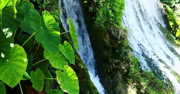 식물 자연 코끼리 사람없음 야외 물 폭포 황무지 귀 성욕 4K MP4 해외동영상 클립영상 자연요소 포유류 신체부위 생태계 동영상 욕망 파일형식