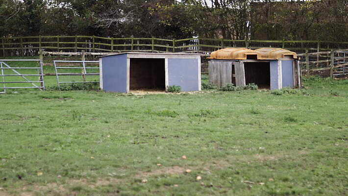 나무 동물 외관 야생동물 농업 포유류 자연 염소 영국 잉글랜드 동물원 사람없음 야외 목재 울타리 농장 환경 검은색 시골 양 먹이 먼지 철사 진흙 양고기 양모 반추동물 목가 4K MOV 해외동영상 클립영상 식물 유럽 산업 컬러 재료 육류 담장 직물 생태계 동영상 파일형식