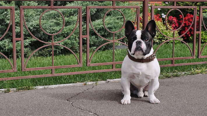 동물 한마리 응시 꽃 행복 얼굴 포즈 이동 가정 흑백 앉기 잔디 사람없음 야외 여름 반려동물 머리 가축 닫기 개 강아지 순수 귀 화단 불독 송곳니 프랑스어 유래 4K MOV 해외동영상 클립영상 식물 문자 1 시선 계절 감정 컨셉 포유류 모션 촬영기법 신체부위 치아 동영상 파일형식
