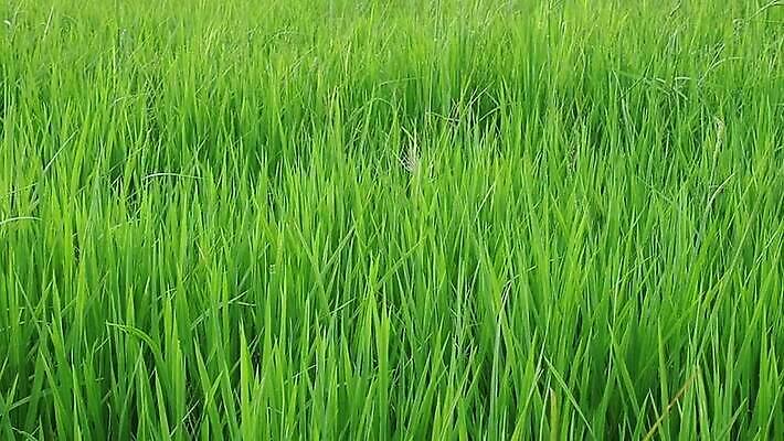 식물 계절 아시아 백그라운드 잎 농업 모션 태국 자연 바람 휴식 씨앗 동양인 풍경 사람없음 야외 초록색 여름 농장 농경지 환경 맑음 시골 신선 닫기 땅 유기농 질감 느림 내추럴 논밭 땅바닥 밭일 MP4 해외동영상 슬로모션 클립영상 자연요소 웰빙 나라 산업 컬러 컨셉 밭 날씨 바닥 논 촬영기법 인종 생태계 동영상 파일형식