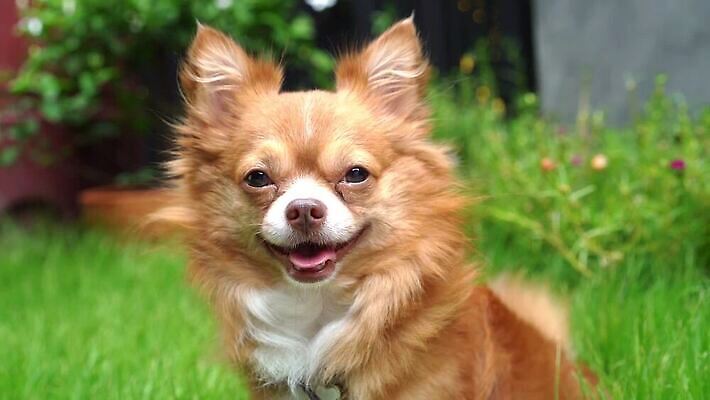 동물 1 응시 행복 얼굴 백그라운드 컨셉 포유류 자연 휴가 바닥 털 실내 사람 앉기 사람없음 초록색 반려동물 갈색 머리 카메라 귀여움 미니어처 가을 흰색 잠 입 개 강아지 작음 슛 치와와 송곳니 기르기 유래 순혈 MOV 해외동영상 클립영상 시선 계절 감정 컬러 모션 내부 신체부위 전자제품 모형 치아 크기 생태계 동영상 돌봄 파일형식