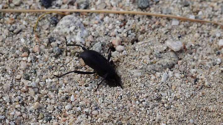 동물 야생동물 모래 여행 곤충 아프리카 자연 건조 따뜻함 사람없음 달리기 맑음 검은색 봄 사막 뜨거움 닫기 모래언덕 딱정벌레 모로코 사하라 선로 혼자 4K MP4 해외동영상 클립영상 계절 나라 컬러 모션 날씨 언덕 생태계 동영상 파일형식