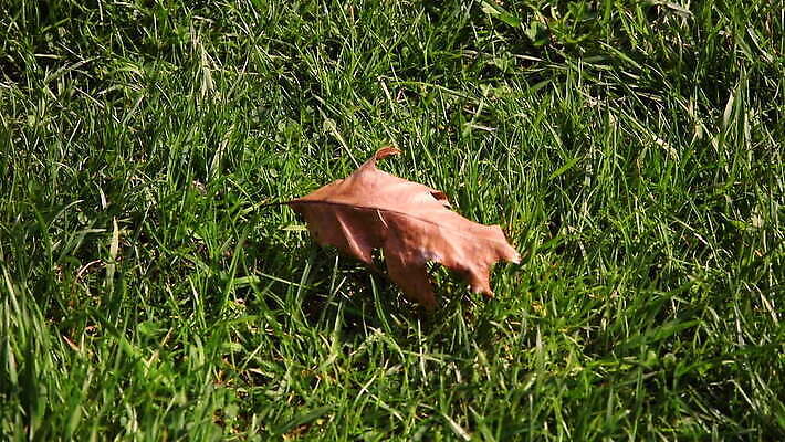 식물 계절 공원 음식 컬러 백그라운드 이동 잎 밭 모션 자연 건조 이끼 잔디 초원 사람없음 야외 빨간색 초록색 갈색 환경 정원 버섯 가을 숲 폭발 가뭄 내추럴 곰팡이 그물버섯 식용 캡모자 MOV 해외동영상 클립영상 모자_잡화 공공시설 컨셉 농업 날씨 생태계 동영상 파일형식